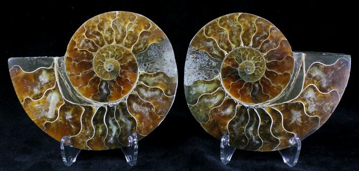 Bargain Polished Ammonite Pair - Million Years #21150